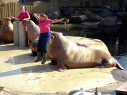 Zookeepers and Walruses during the Snor(rrr)show at the Walrussenwal area at the Dolfinarium Harderwijk