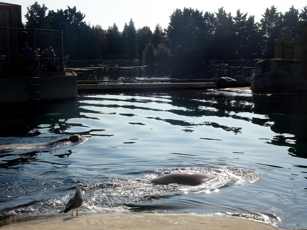 Walruses right after the Snor(rrr)show at the Walrussenwal area at the Dolfinarium Harderwijk