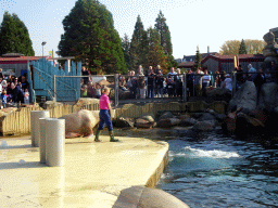 Zookeeper and Walruses right after the Snor(rrr)show at the Walrussenwal area at the Dolfinarium Harderwijk