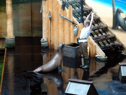 Zookeeper and California Sea Lion during the `Avontureneiland en het Magische Amulet` show at the Zoete Zeeleeuwentheater at the Dolfinarium Harderwijk