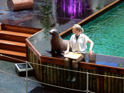 Zookeeper and California Sea Lion during the `Avontureneiland en het Magische Amulet` show at the Zoete Zeeleeuwentheater at the Dolfinarium Harderwijk