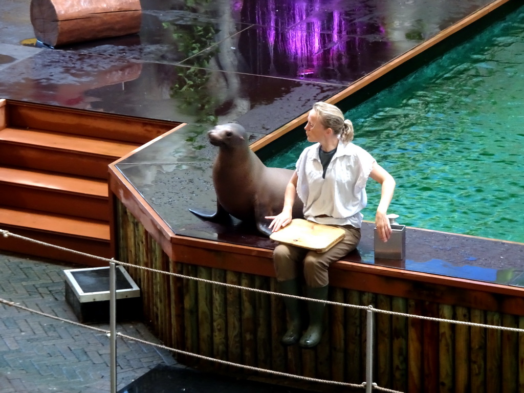 Zookeeper and California Sea Lion during the `Avontureneiland en het Magische Amulet` show at the Zoete Zeeleeuwentheater at the Dolfinarium Harderwijk