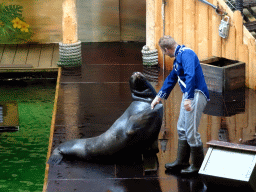 Zookeeper and California Sea Lion during the `Avontureneiland en het Magische Amulet` show at the Zoete Zeeleeuwentheater at the Dolfinarium Harderwijk