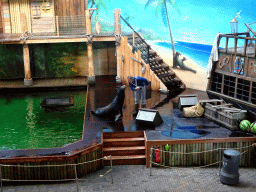 Zookeeper and California Sea Lion during the `Avontureneiland en het Magische Amulet` show at the Zoete Zeeleeuwentheater at the Dolfinarium Harderwijk