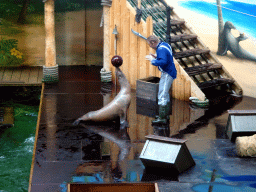 Zookeeper and California Sea Lion during the `Avontureneiland en het Magische Amulet` show at the Zoete Zeeleeuwentheater at the Dolfinarium Harderwijk