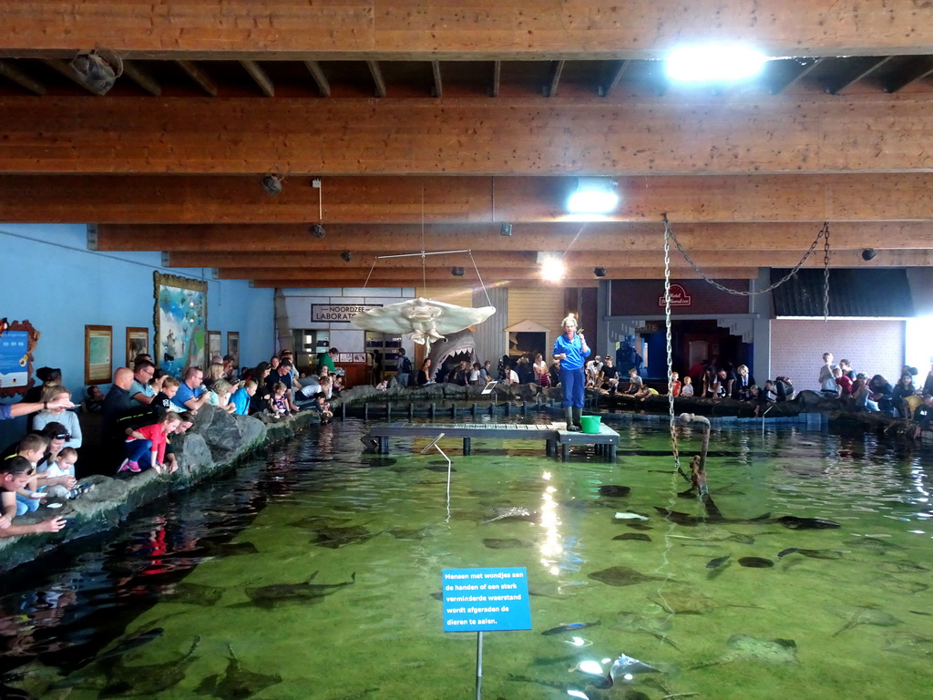 Zookeeper and Stingrays at the Roggenrif area at the Dolfinarium Harderwijk