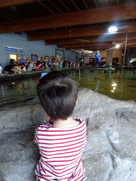 Max, zookeeper and Stingrays at the Roggenrif area at the Dolfinarium Harderwijk