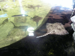 Stingrays at the Roggenrif area at the Dolfinarium Harderwijk