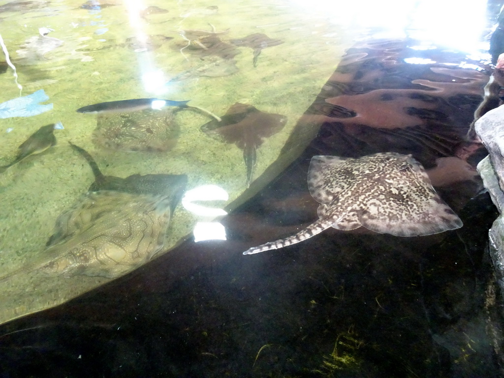 Stingrays at the Roggenrif area at the Dolfinarium Harderwijk