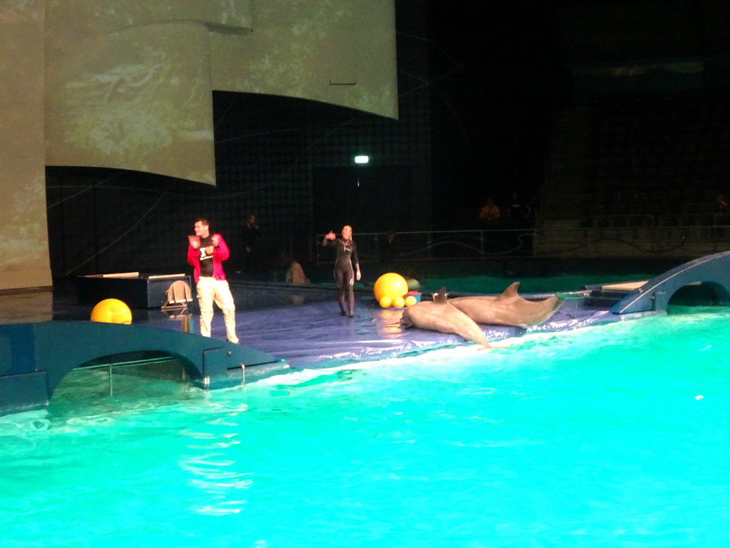 Zookeepers and Dolphins during the Aqua Bella show at the DolfijndoMijn theatre at the Dolfinarium Harderwijk