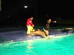 Zookeepers and Dolphins during the Aqua Bella show at the DolfijndoMijn theatre at the Dolfinarium Harderwijk