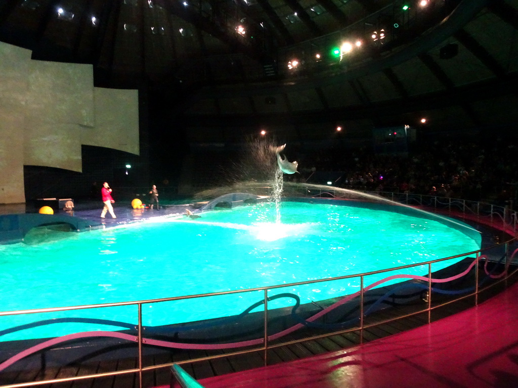 Zookeepers and Dolphins during the Aqua Bella show at the DolfijndoMijn theatre at the Dolfinarium Harderwijk