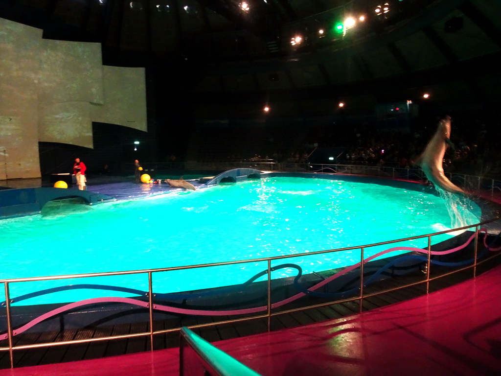 Zookeepers and Dolphins during the Aqua Bella show at the DolfijndoMijn theatre at the Dolfinarium Harderwijk