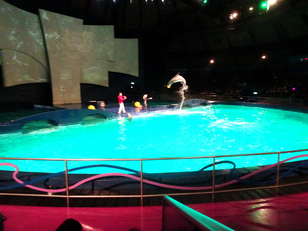 Zookeepers and Dolphins during the Aqua Bella show at the DolfijndoMijn theatre at the Dolfinarium Harderwijk