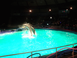 Dolphins during the Aqua Bella show at the DolfijndoMijn theatre at the Dolfinarium Harderwijk