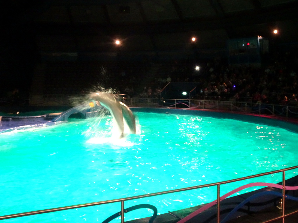 Dolphins during the Aqua Bella show at the DolfijndoMijn theatre at the Dolfinarium Harderwijk