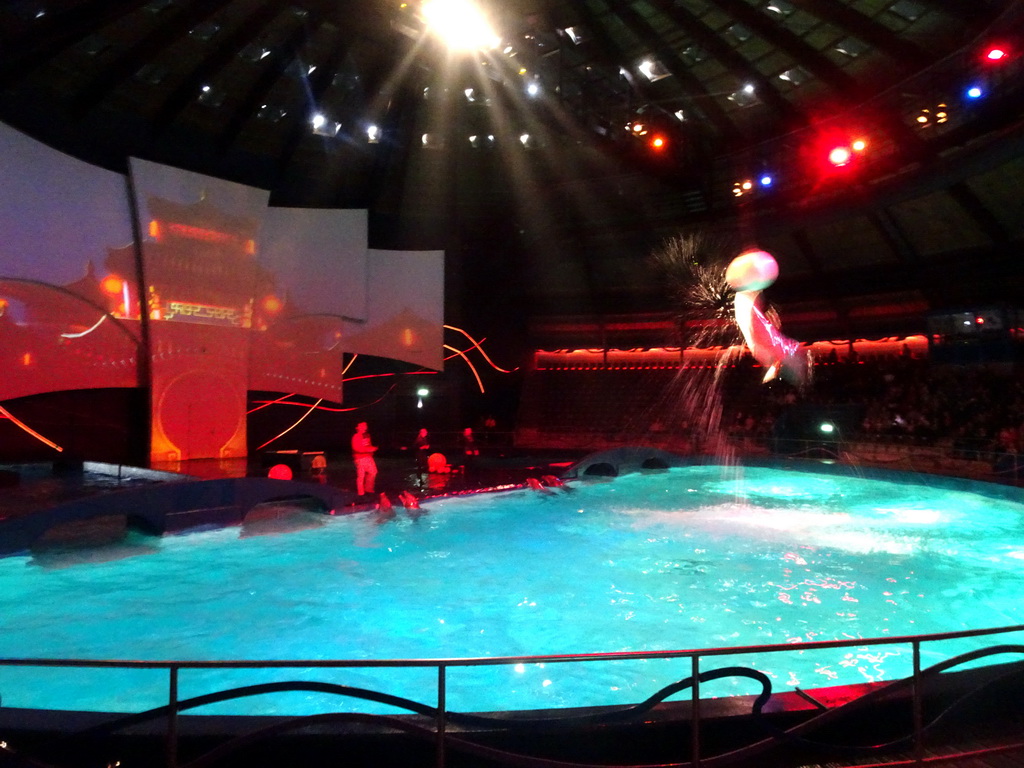 Zookeepers and Dolphins during the Aqua Bella show at the DolfijndoMijn theatre at the Dolfinarium Harderwijk