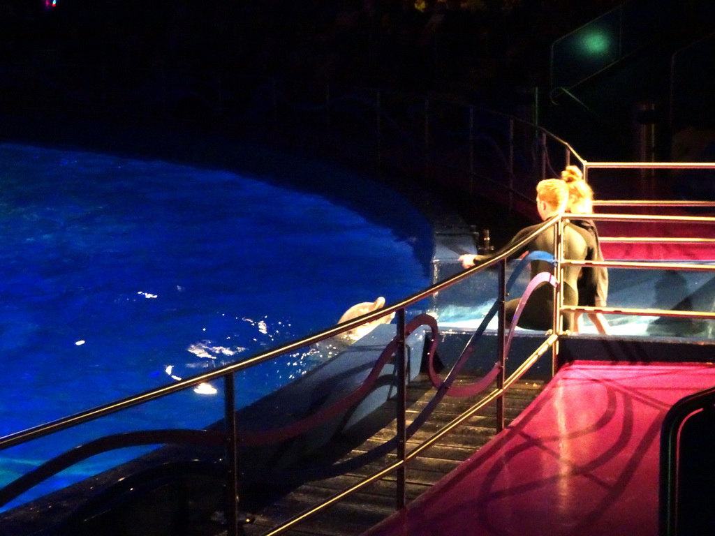 Zookeeper, Dolphin and spectator during the Aqua Bella show at the DolfijndoMijn theatre at the Dolfinarium Harderwijk