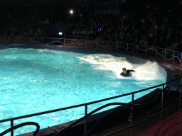 Zookeeper being pushed by a Dolphin during the Aqua Bella show at the DolfijndoMijn theatre at the Dolfinarium Harderwijk