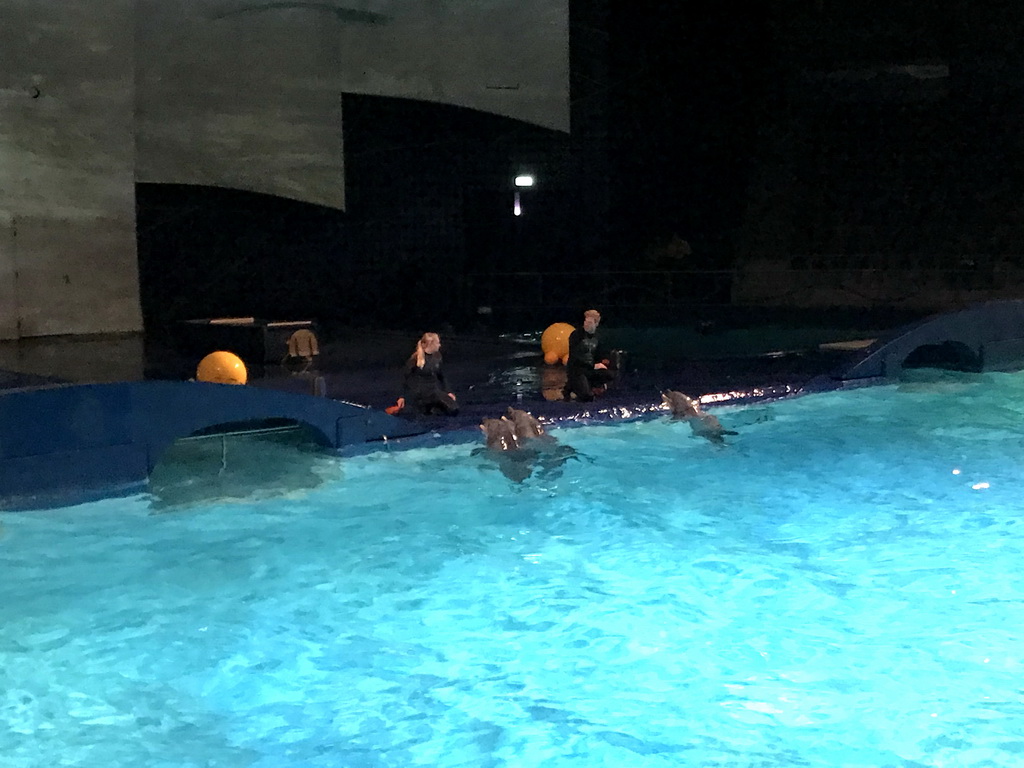 Zookeepers and Dolphins during the Aqua Bella show at the DolfijndoMijn theatre at the Dolfinarium Harderwijk