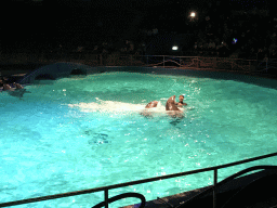 Zookeeper and Dolphins during the Aqua Bella show at the DolfijndoMijn theatre at the Dolfinarium Harderwijk