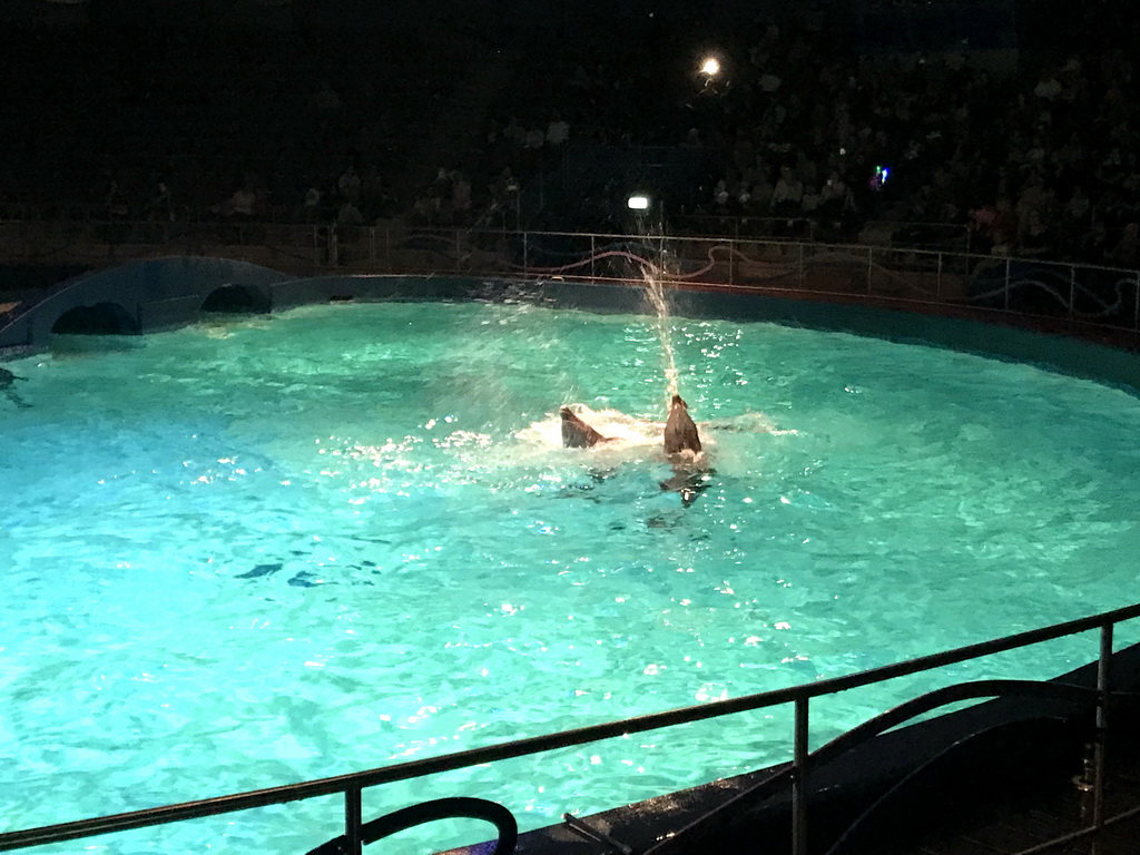 Zookeeper and Dolphins during the Aqua Bella show at the DolfijndoMijn theatre at the Dolfinarium Harderwijk