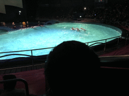 Max looking at the Zookeepers and Dolphins during the Aqua Bella show at the DolfijndoMijn theatre at the Dolfinarium Harderwijk