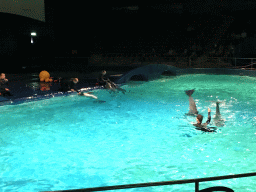 Zookeepers and Dolphins during the Aqua Bella show at the DolfijndoMijn theatre at the Dolfinarium Harderwijk