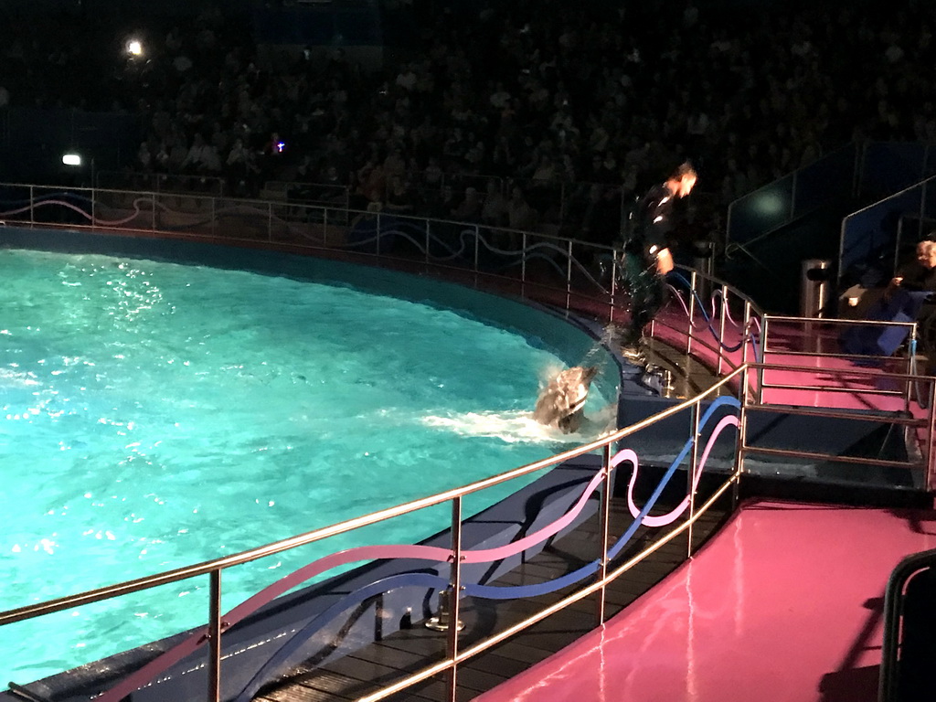 Zookeeper and Dolphin during the Aqua Bella show at the DolfijndoMijn theatre at the Dolfinarium Harderwijk