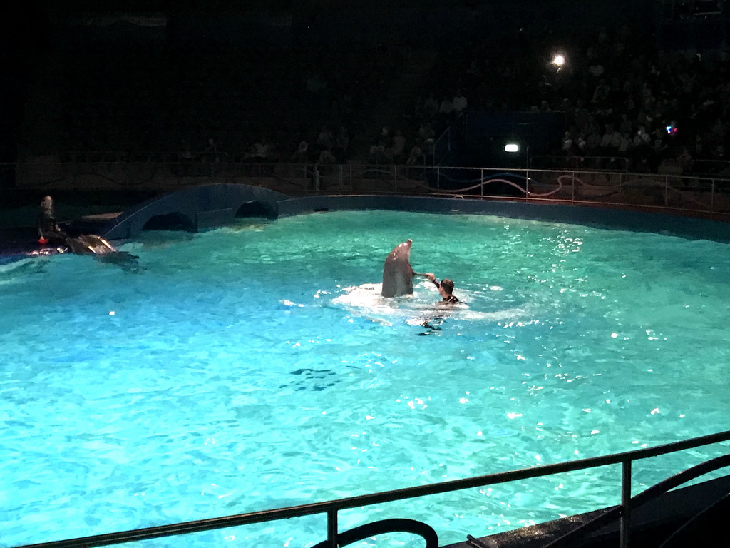 Zookeepers and Dolphins during the Aqua Bella show at the DolfijndoMijn theatre at the Dolfinarium Harderwijk