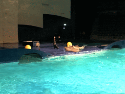 Zookeeper and Dolphins during the Aqua Bella show at the DolfijndoMijn theatre at the Dolfinarium Harderwijk