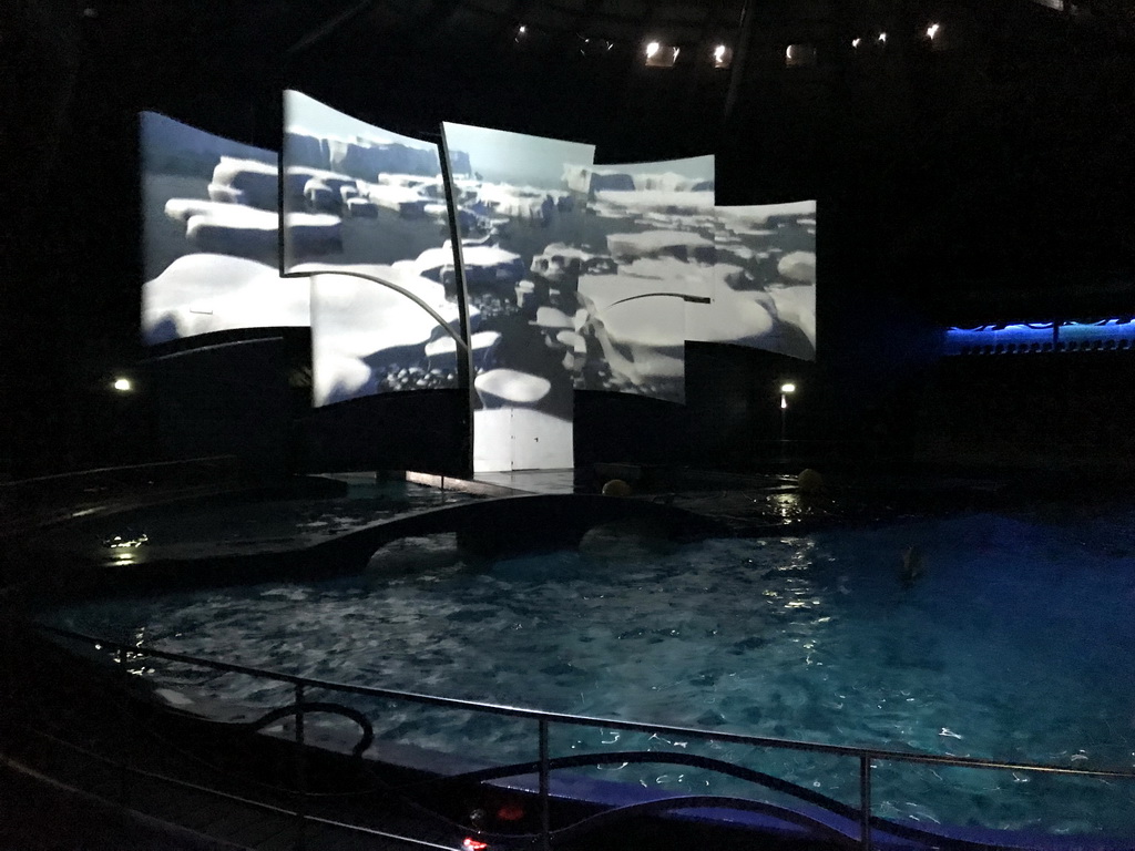 Dolphin during the Aqua Bella show at the DolfijndoMijn theatre at the Dolfinarium Harderwijk