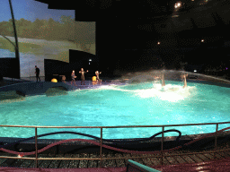 Zookeepers and Dolphins during the Aqua Bella show at the DolfijndoMijn theatre at the Dolfinarium Harderwijk