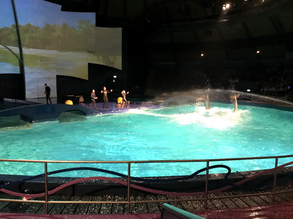 Zookeepers and Dolphins during the Aqua Bella show at the DolfijndoMijn theatre at the Dolfinarium Harderwijk