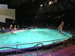 Zookeepers and Dolphins during the Aqua Bella show at the DolfijndoMijn theatre at the Dolfinarium Harderwijk