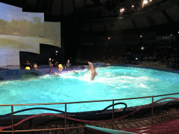 Zookeepers and Dolphins during the Aqua Bella show at the DolfijndoMijn theatre at the Dolfinarium Harderwijk