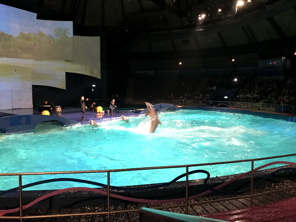 Zookeepers and Dolphins during the Aqua Bella show at the DolfijndoMijn theatre at the Dolfinarium Harderwijk