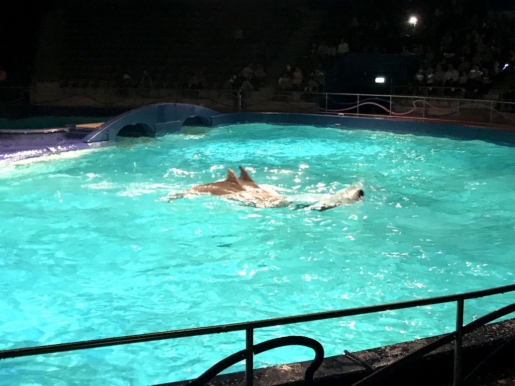 Zookeeper being pushed by Dolphins during the Aqua Bella show at the DolfijndoMijn theatre at the Dolfinarium Harderwijk