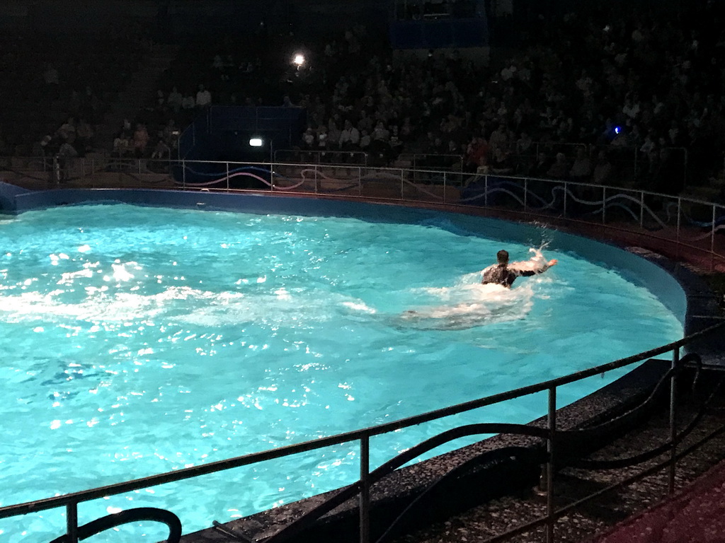 Zookeeper being pushed by Dolphins during the Aqua Bella show at the DolfijndoMijn theatre at the Dolfinarium Harderwijk