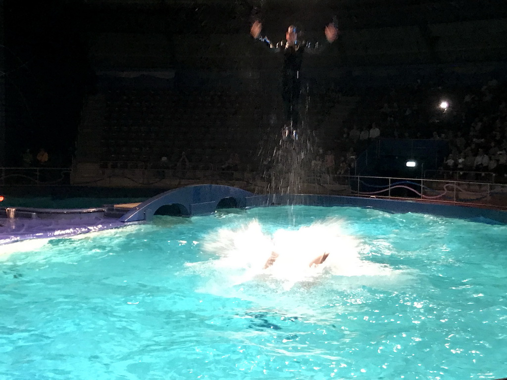 Zookeeper being pushed by Dolphins during the Aqua Bella show at the DolfijndoMijn theatre at the Dolfinarium Harderwijk