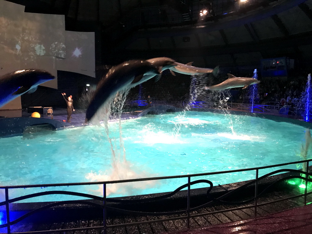 Zookeepers and Dolphins during the Aqua Bella show at the DolfijndoMijn theatre at the Dolfinarium Harderwijk