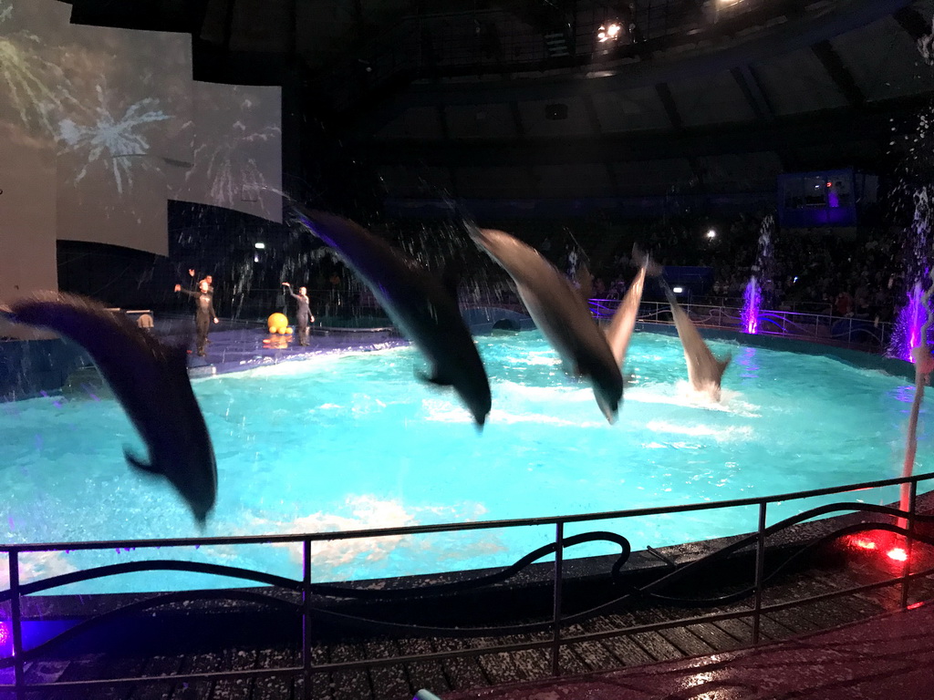 Zookeepers and Dolphins during the Aqua Bella show at the DolfijndoMijn theatre at the Dolfinarium Harderwijk