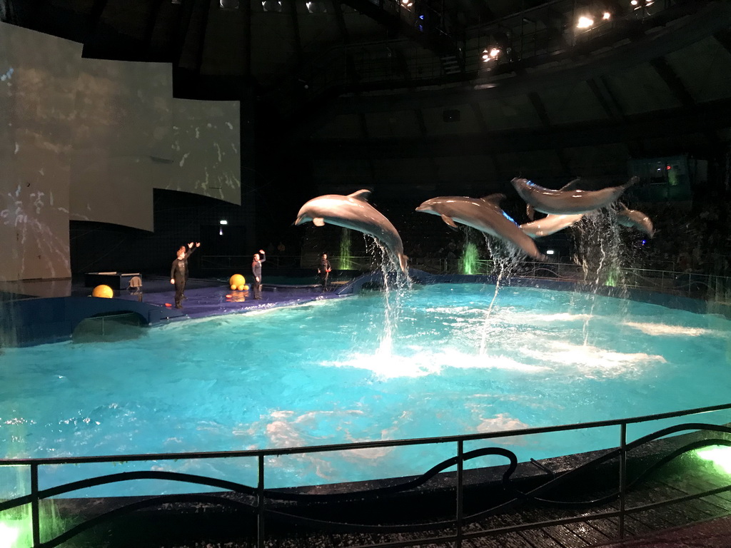 Zookeepers and Dolphins during the Aqua Bella show at the DolfijndoMijn theatre at the Dolfinarium Harderwijk