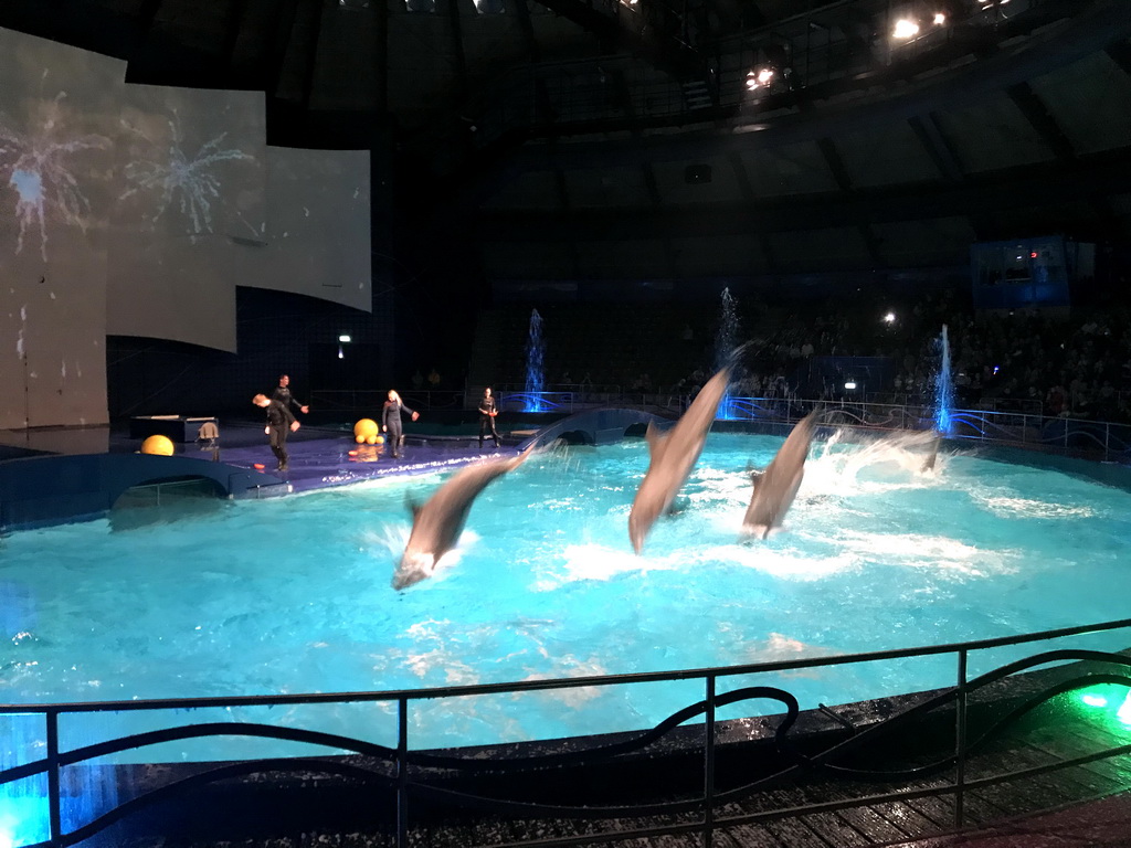 Zookeepers and Dolphins during the Aqua Bella show at the DolfijndoMijn theatre at the Dolfinarium Harderwijk