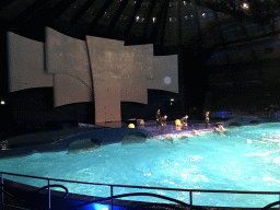 Zookeepers and Dolphins during the Aqua Bella show at the DolfijndoMijn theatre at the Dolfinarium Harderwijk