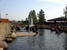 Zookeeper and Steller Sea Lions at the Stoere Stellerstek area at the Dolfinarium Harderwijk