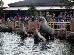 Steller Sea Lions at the Stoere Stellerstek area at the Dolfinarium Harderwijk