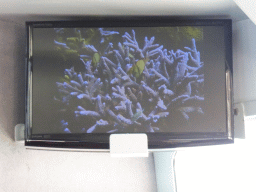 Coral on the screen at our Seastar Cruises tour boat