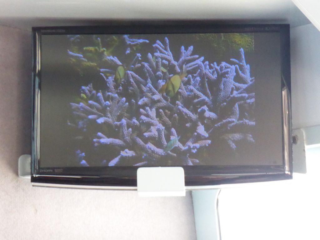Coral on the screen at our Seastar Cruises tour boat