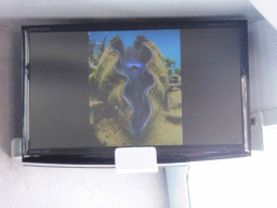 Giant Clam on the screen at our Seastar Cruises tour boat